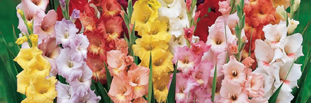 (image for) Gladiolus