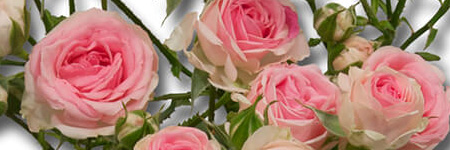 Premium Spray Roses