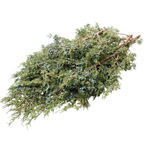 (image for) Juniper - 10 lb Bundle