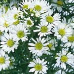 Aster - Monte Casino - White