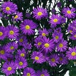 Aster - Monte Casino - Purple