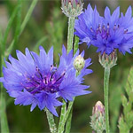(image for) Bachelor Buttons - Blue