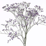 (image for) Latifolia Misty Blue