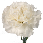 Carnations - White