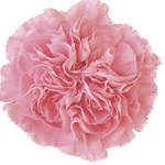 Carnations - Pink