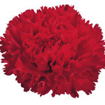 Carnations - Red