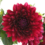 Dahlias - Burgundy