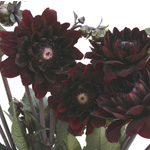 Chocolate Dahlias