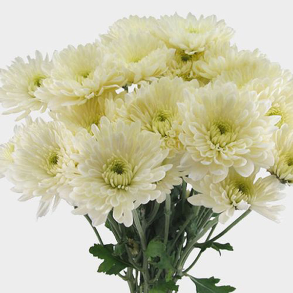 (image for) Cushion Pom - White