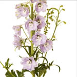 (image for) Delphinium — 5 Stems