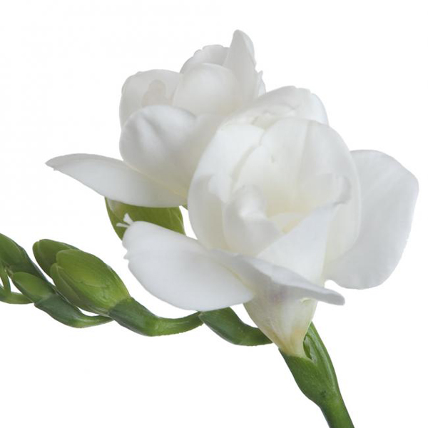 Freesia - White