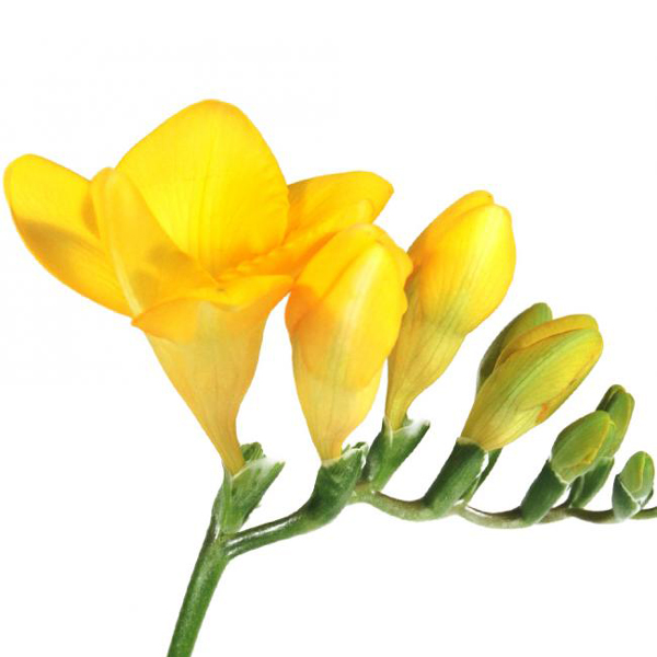 Freesia - Yellow