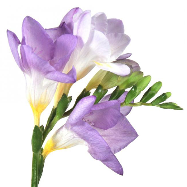 Freesia - Lavender