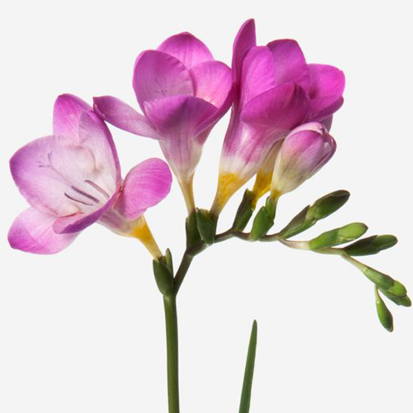 Freesia - Pink