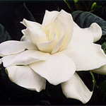 Gardenias - Box of 3