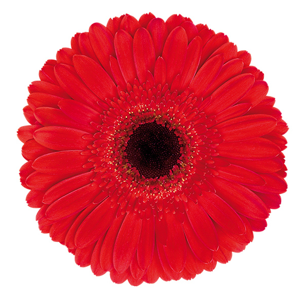 Red Gerbera Daisy w/Black Center - 5 stems