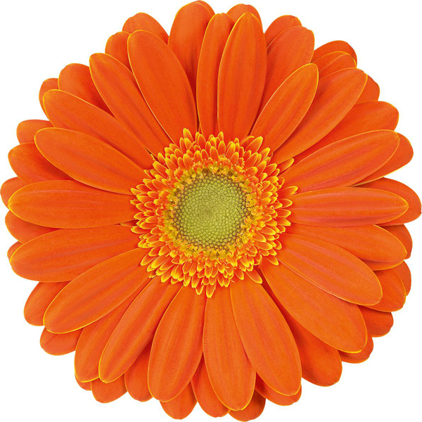 Orange Gerbera Daisy w/Green Center - 5 stems