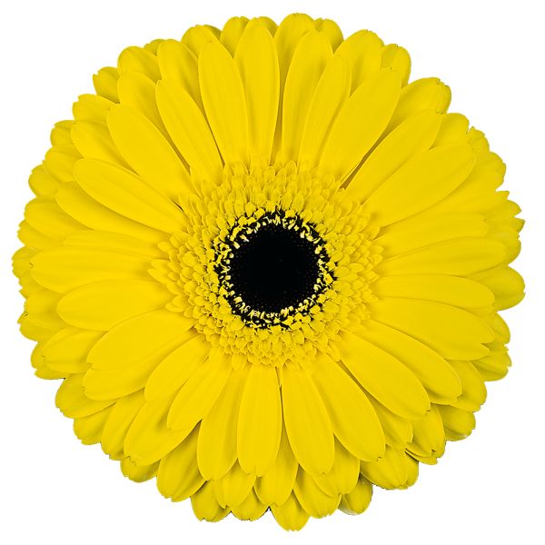 Yellow Gerbera Daisy w/Black Center - 5 stems