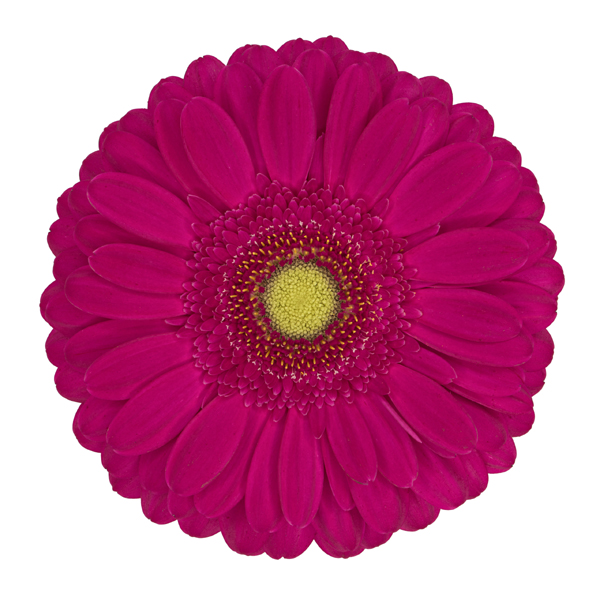 Hot Pink Gerbera Daisy w/Green Center - 5 stems