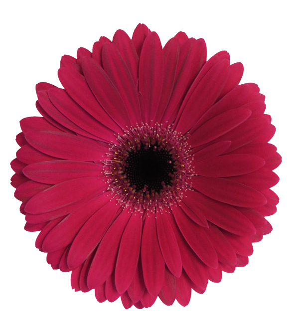 Hot Pink Gerbera Daisy w/Black Center - 5 stems