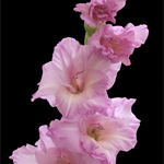 Gladiolus - Lavender