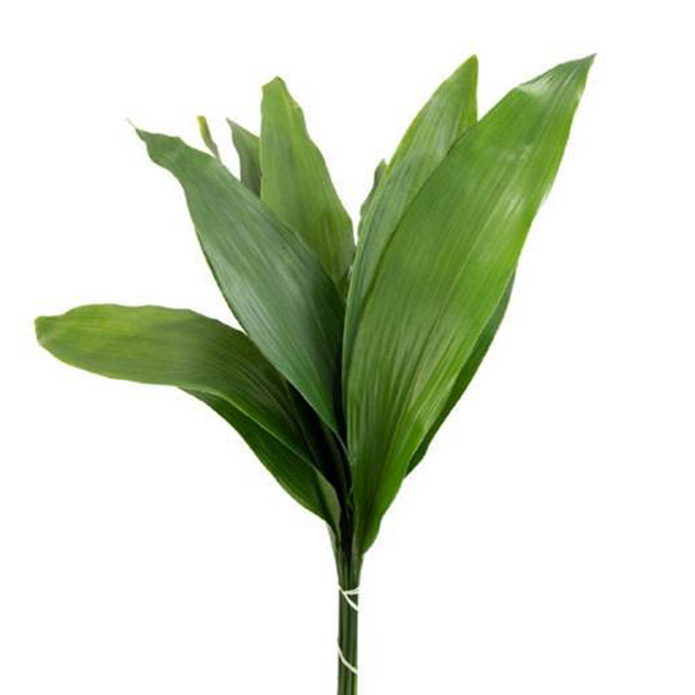 Aspidistra - Green - Click Image to Close