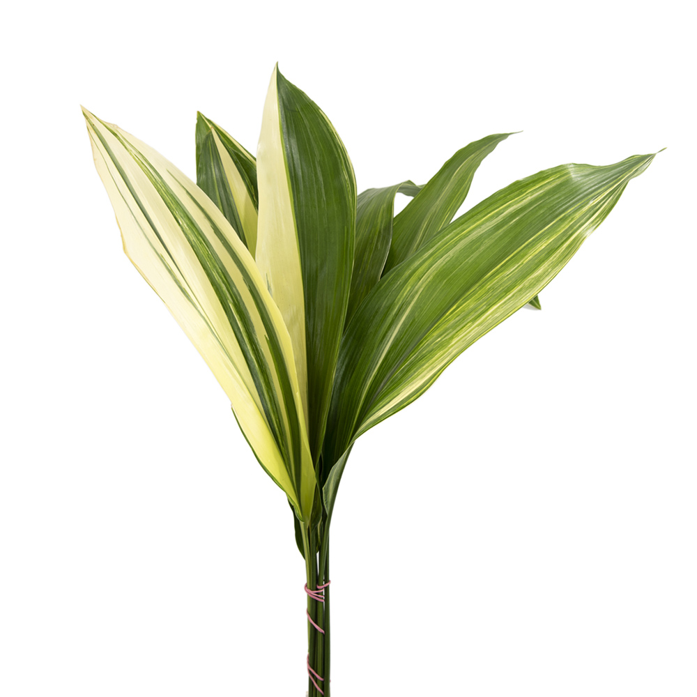 Aspidistra - Variegated