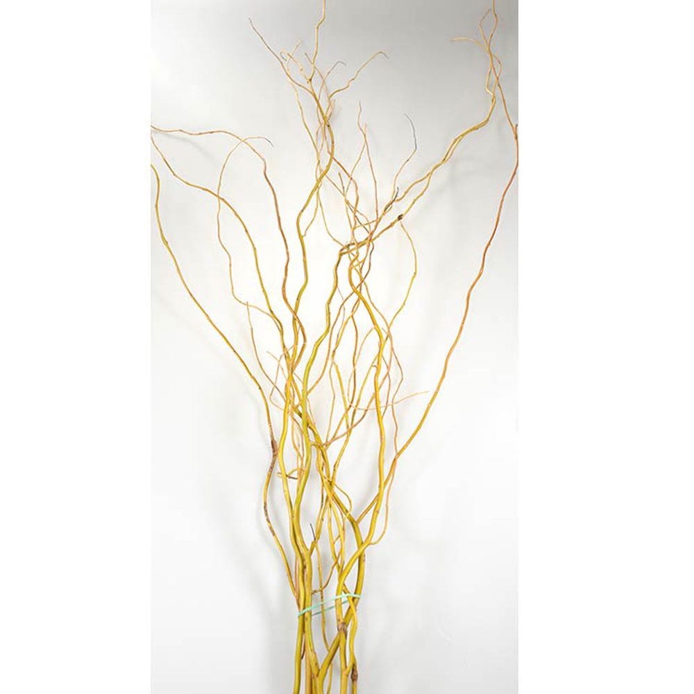 (image for) Curly Willow — Tips