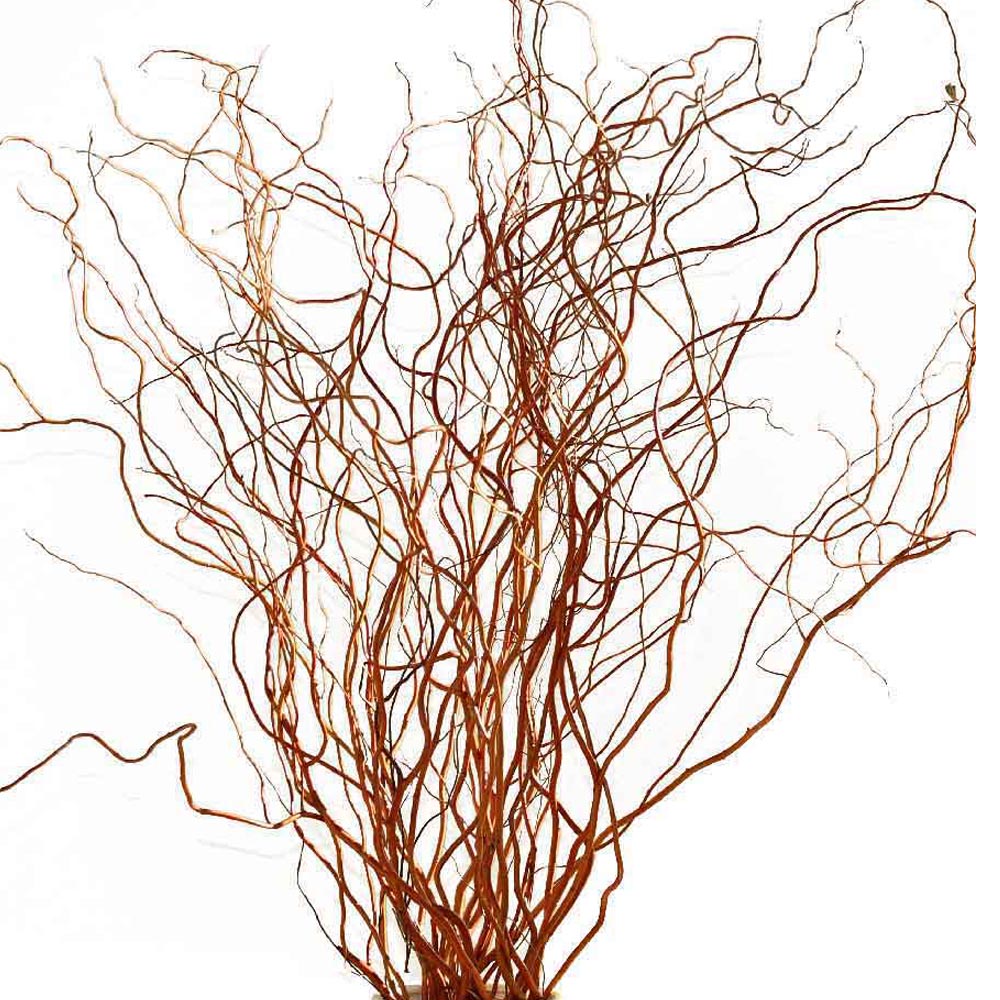 (image for) Curly Willow — Medium