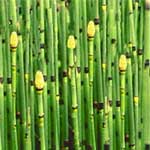 Equisetum - Horsetails