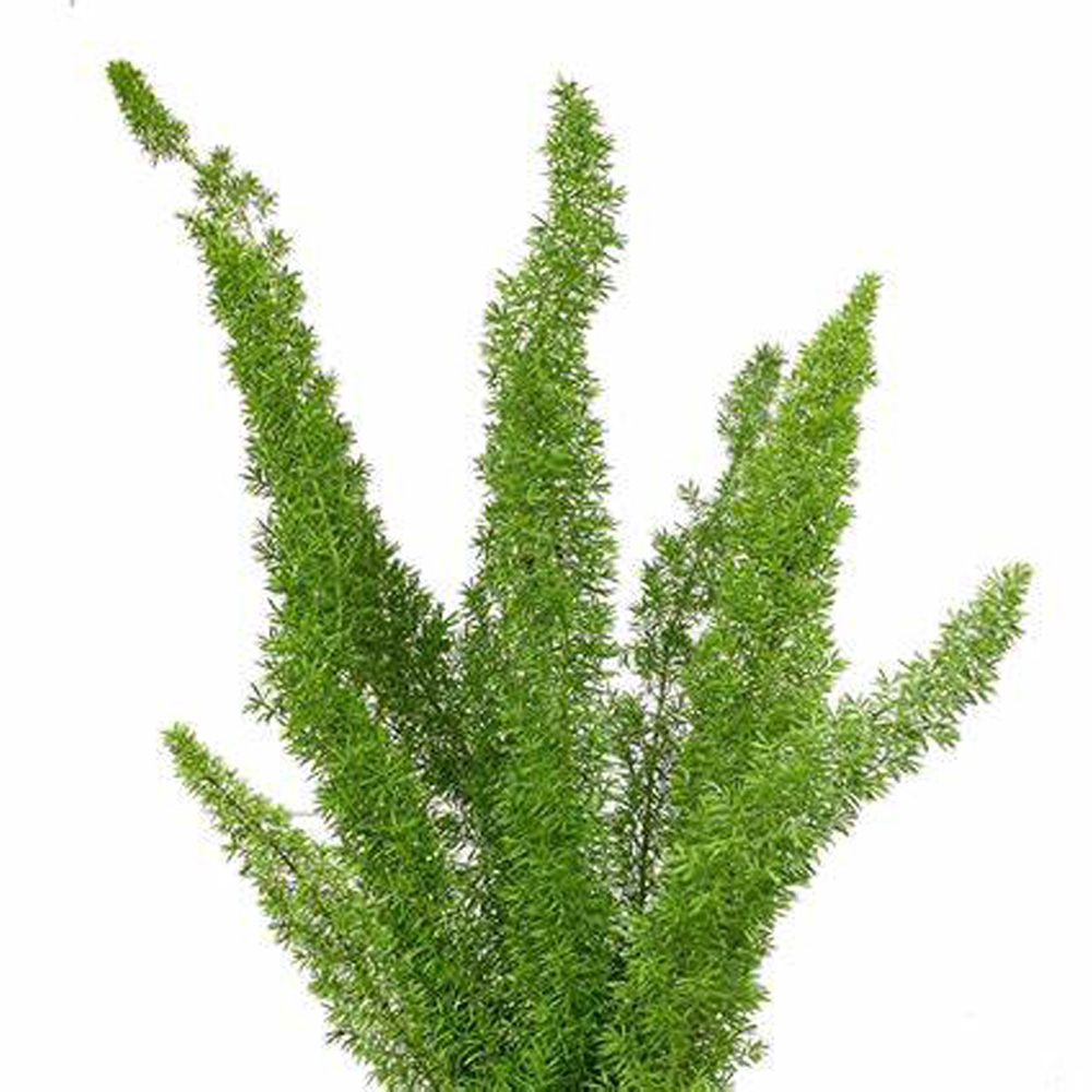 Fern - Foxtail