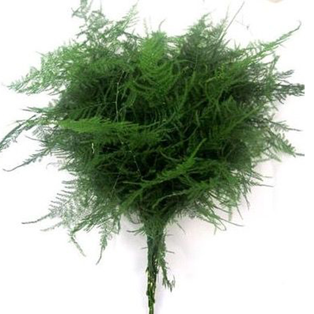 Fern - Plumosa