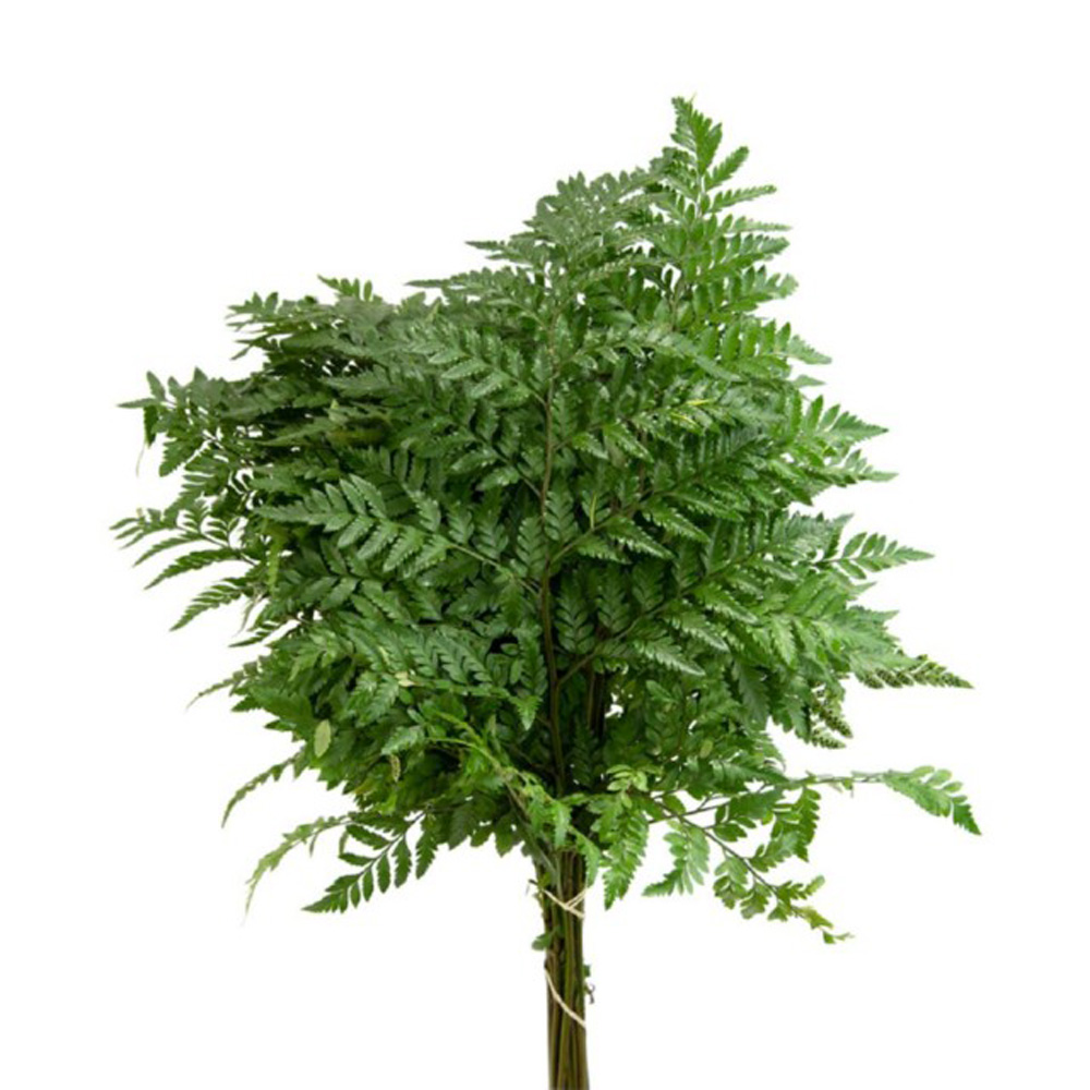 Leather Leaf Fern