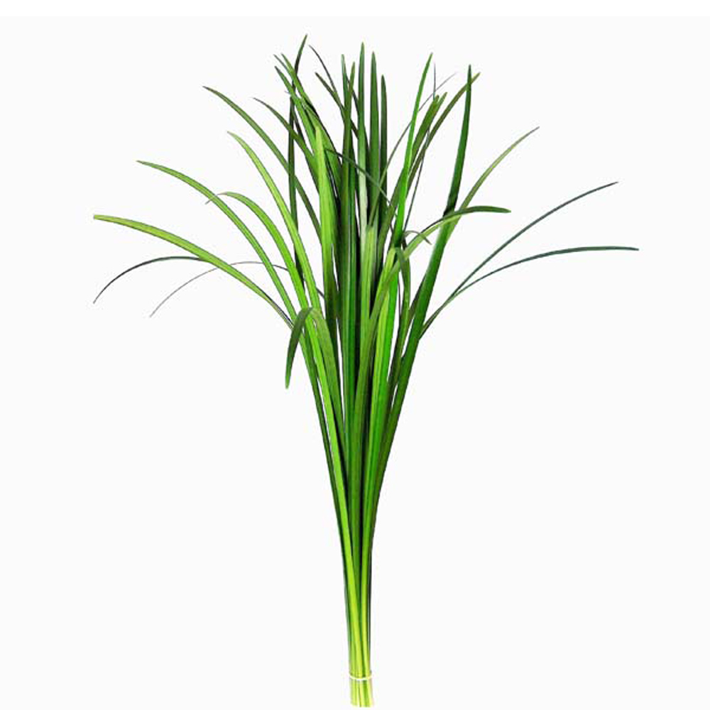 (image for) Lily Grass