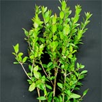 (image for) Myrtle