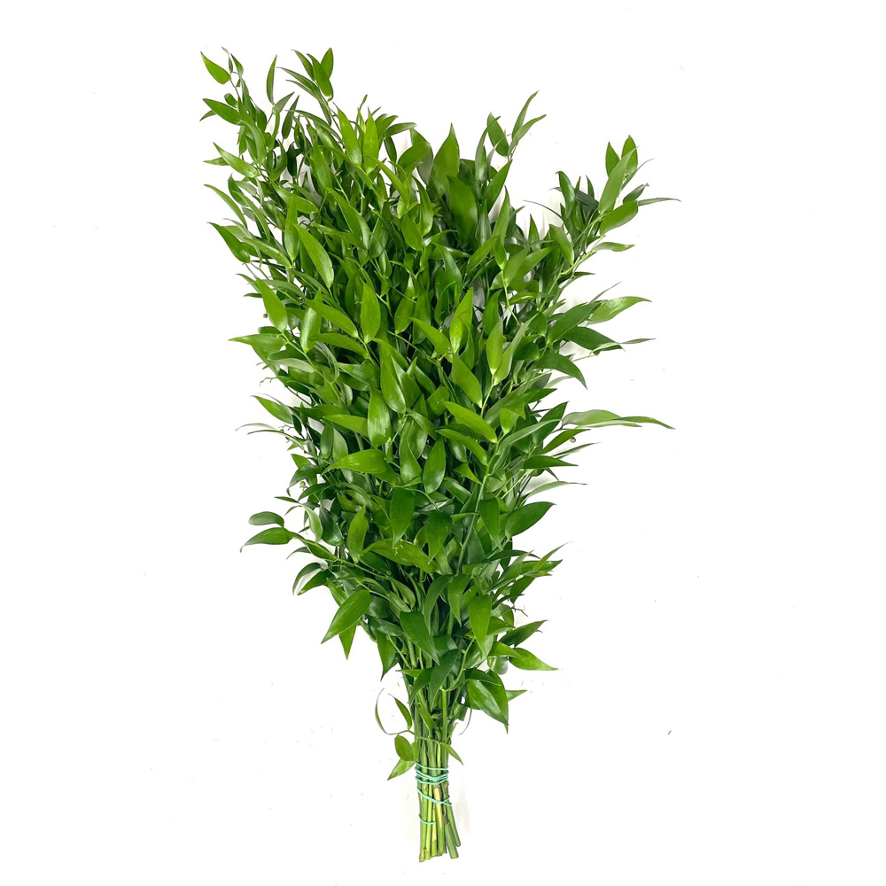 (image for) Ruscus - Italian