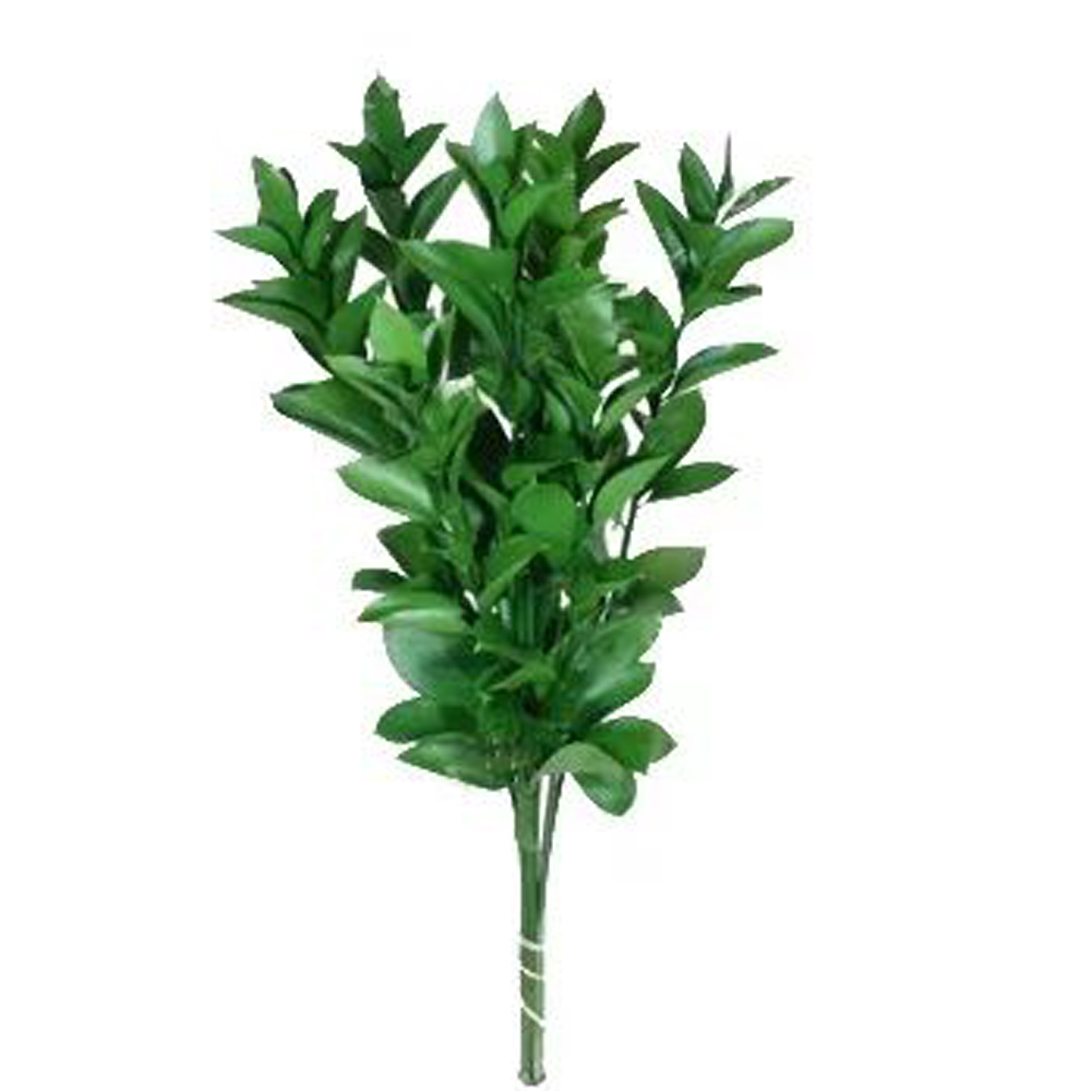 (image for) Ruscus - Israeli