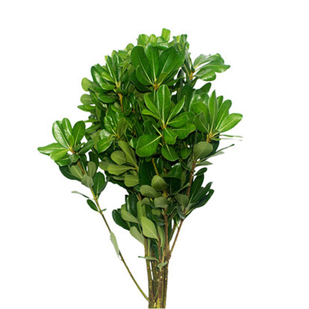 Pittosporum - Green