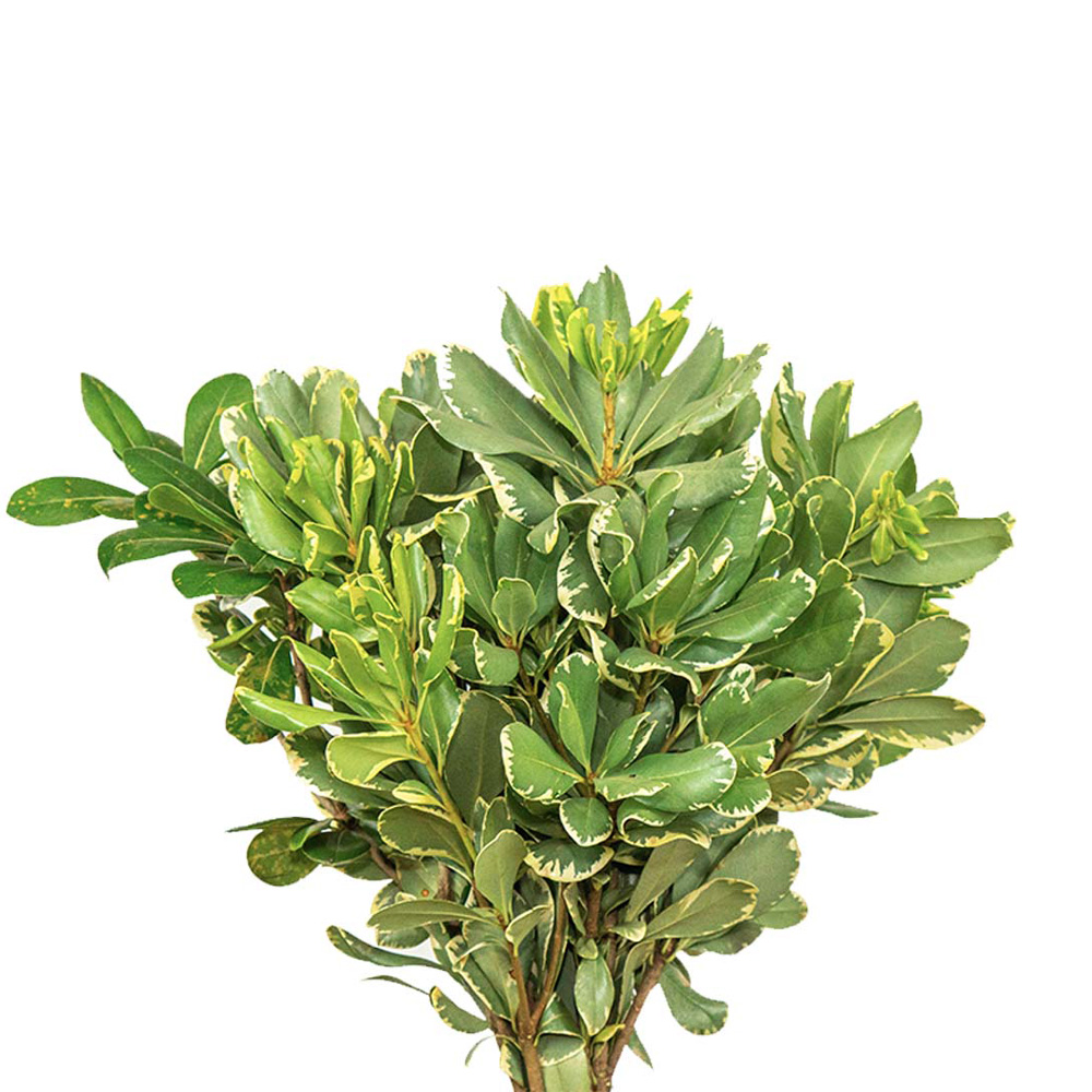(image for) Pittosporum - Variegated