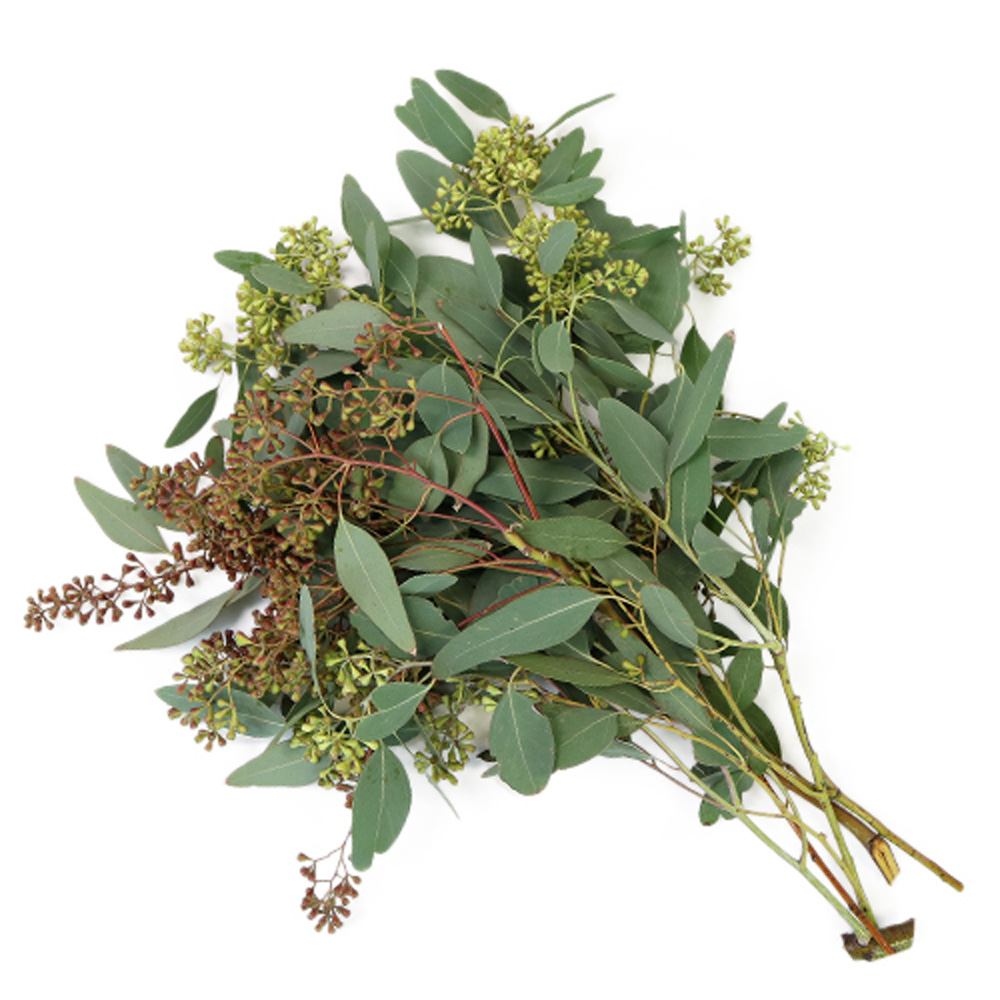 Eucalyptus - Seeded