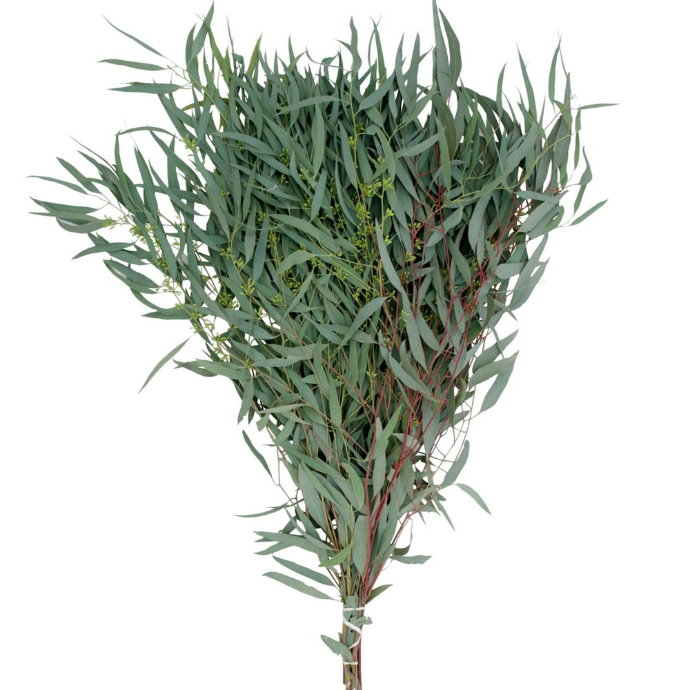 Eucalyptus — Willow