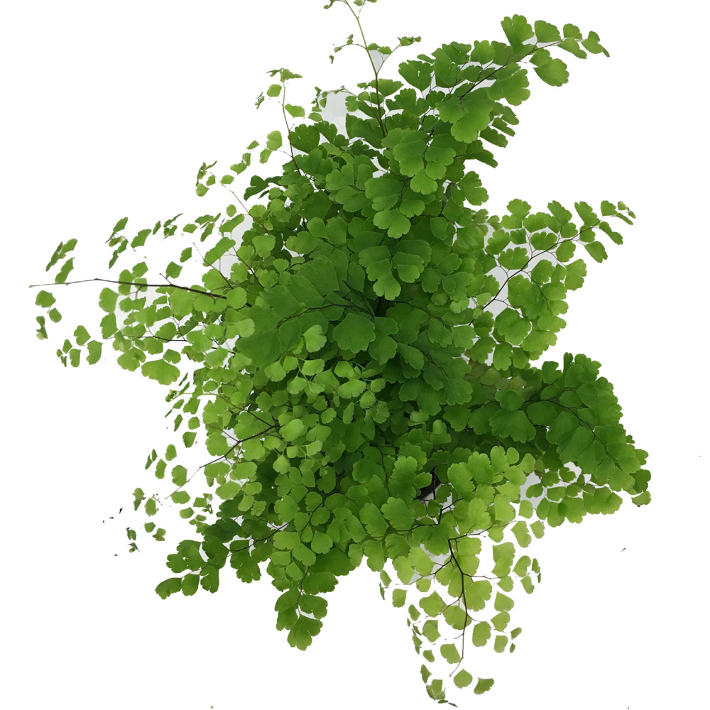 Fern - Maidenhair