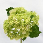 Hydrangea - 5 Stems Green Mini