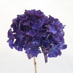 (image for) Hydrangea - 10 Stems Purple