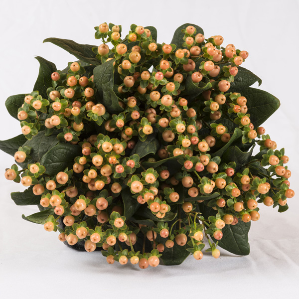 Hypericum - Pale Peach