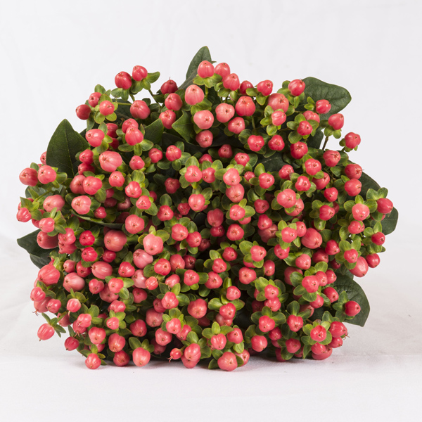 Hypericum - Pink