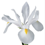 (image for) Iris - White