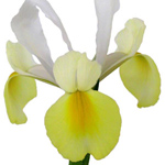 (image for) Iris - Yellow