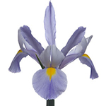 Iris - Pale Blue