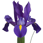 (image for) Iris - Blue